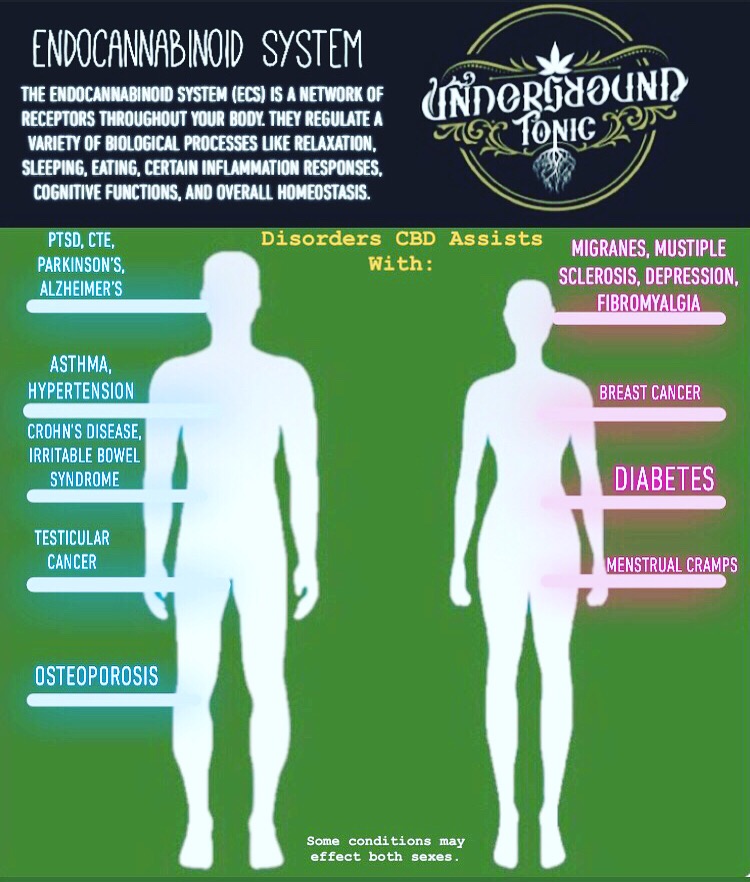 Endocannabinoid System and how cbd can assists with disorders