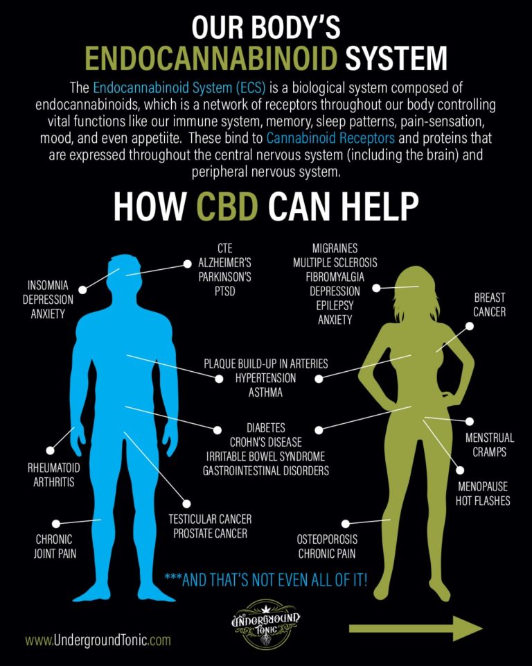 Endocannabinoid System - Underground Tonic